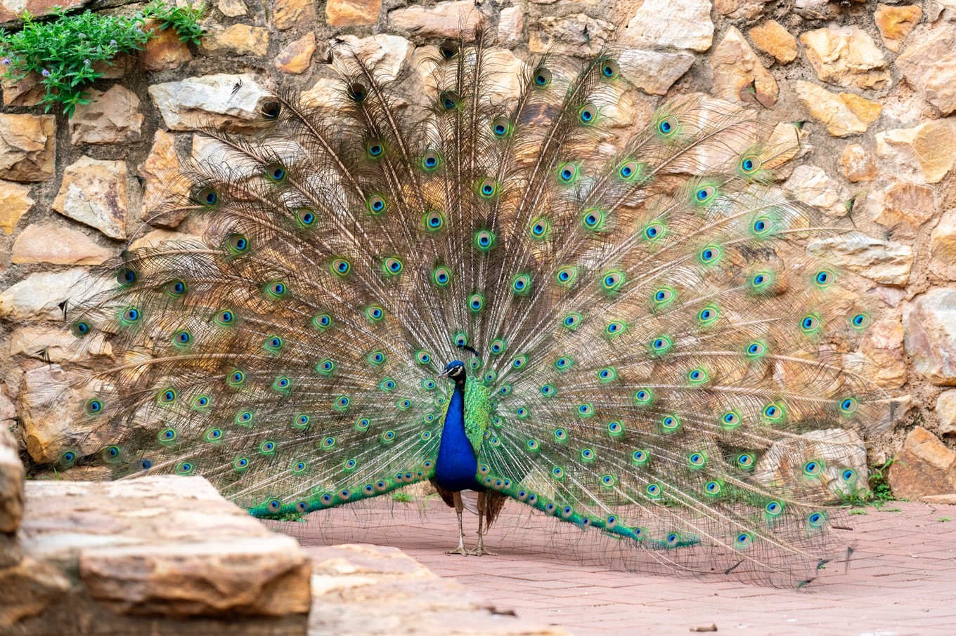 南非自驾游,南非自驾游最新