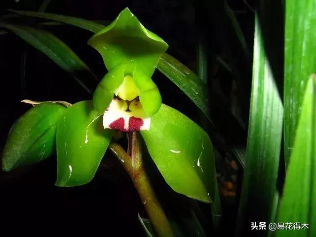 春兰大富贵的来历,春兰翠盖荷和大富贵区别