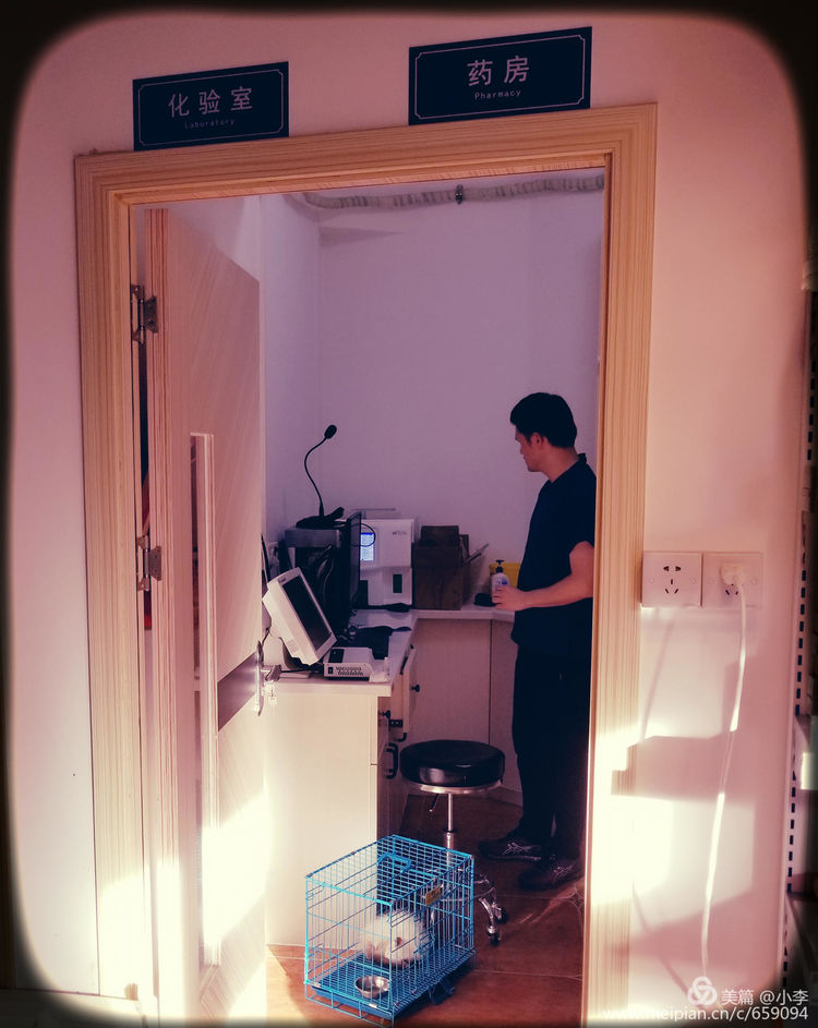 珠海猫猫宠物会所服务商,珠海宠物矫正训练