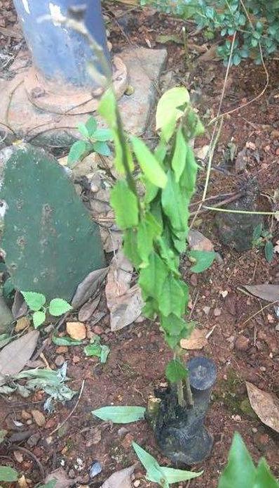 金弹子出芽后的养护,春天挂果金弹子多久修剪