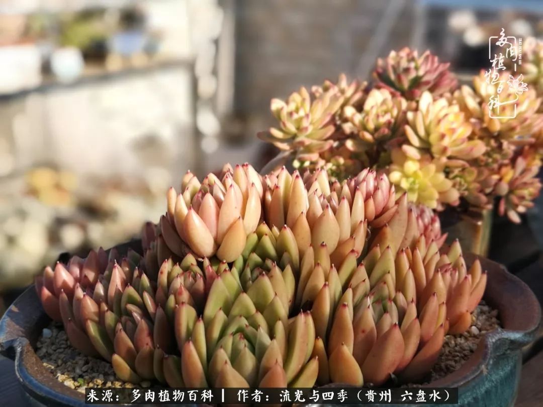 养多肉这几点新手必要知道,在养多肉的路上越走越远