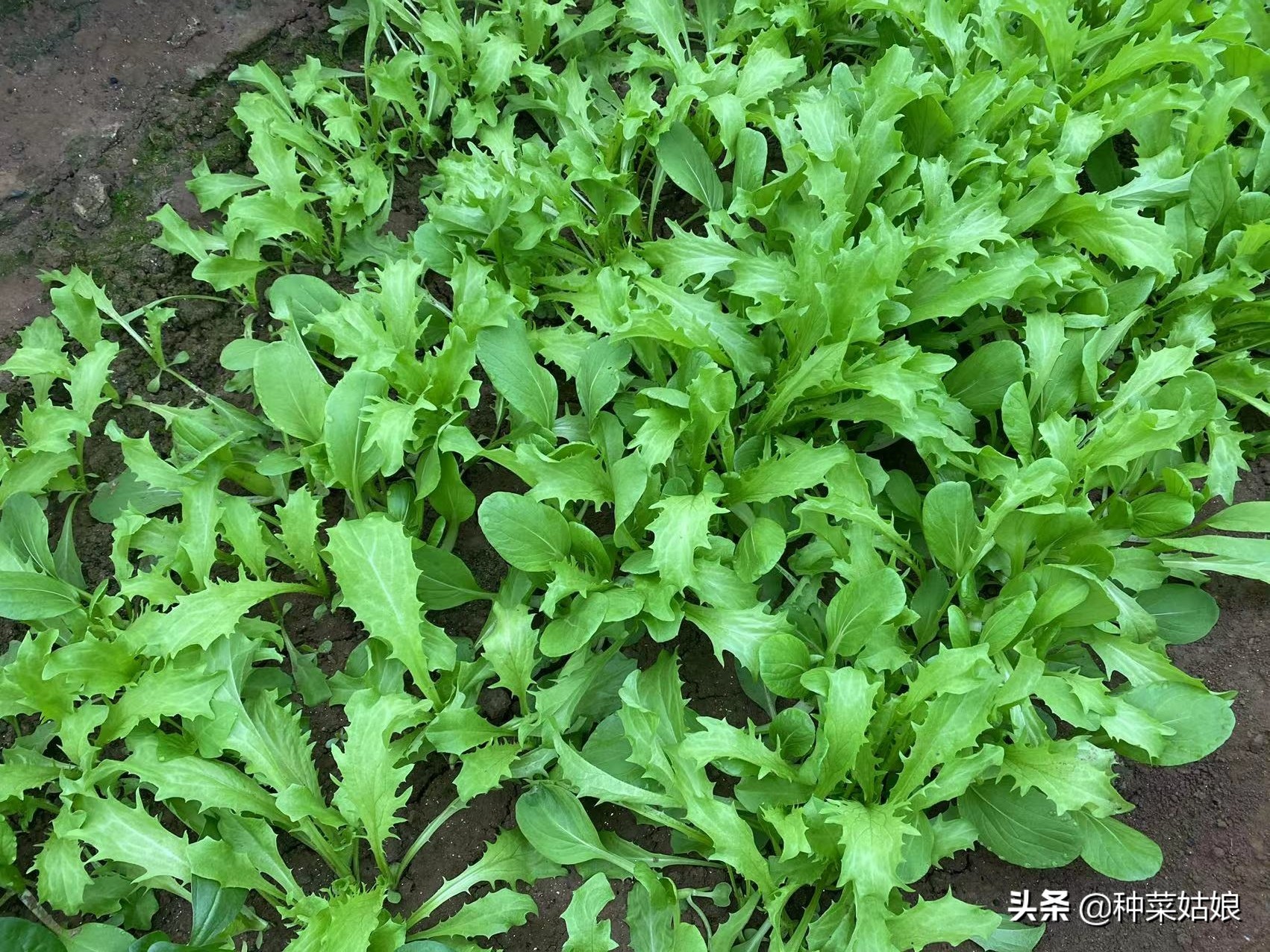 叶菜黄叶是什么原因呢,叶菜叶子发黄腐烂怎么办