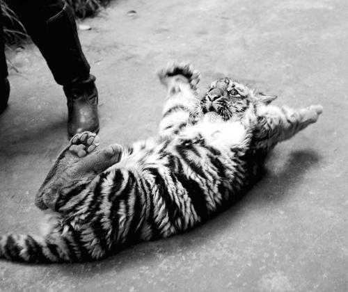 羚羊与华南虎,华南虎和藏羚羊