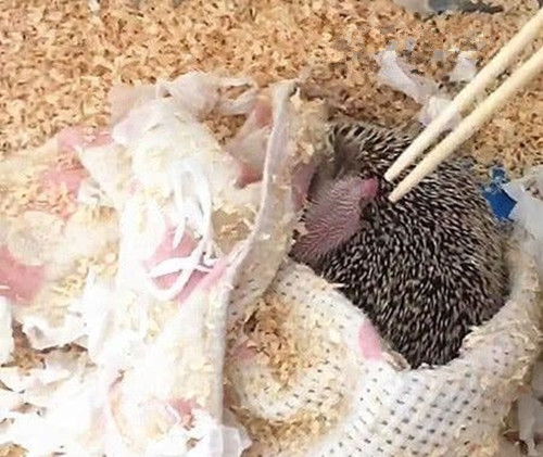 刺猬刚到家一直不动,刚出生的刺猬为什么一动不动