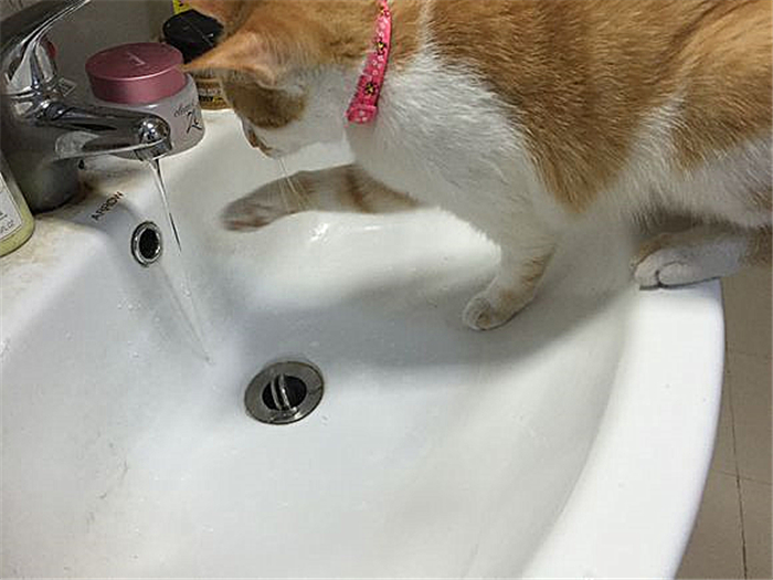 猫咪肺水肿是因为心脏病么,猫咪肺水肿会导致胸水吗