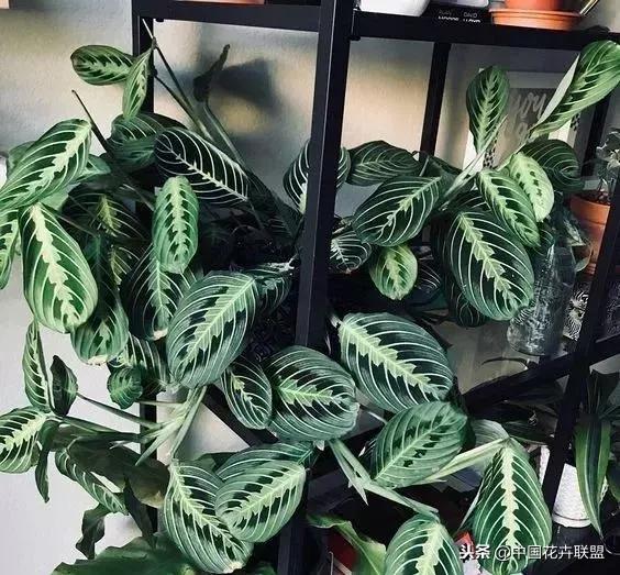 打翻了调色盘的花,打翻了调色盘的美景