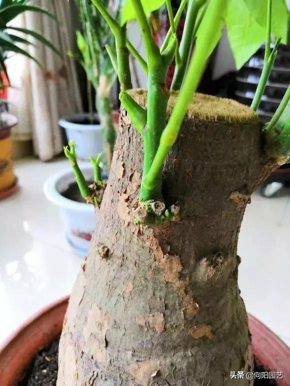 冬季绿植黄叶黑斑怎么解决,冬天植物叶子发黄怎么办