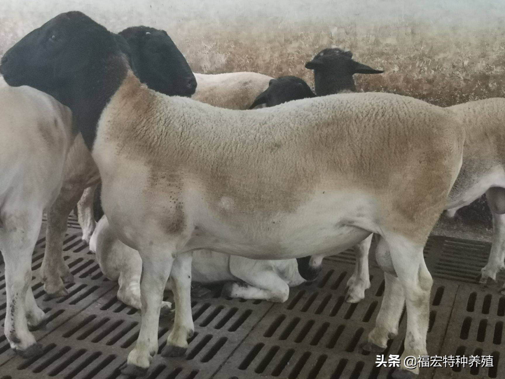 杜泊羊种羊价格多少钱,杜泊羊肉多少钱一斤