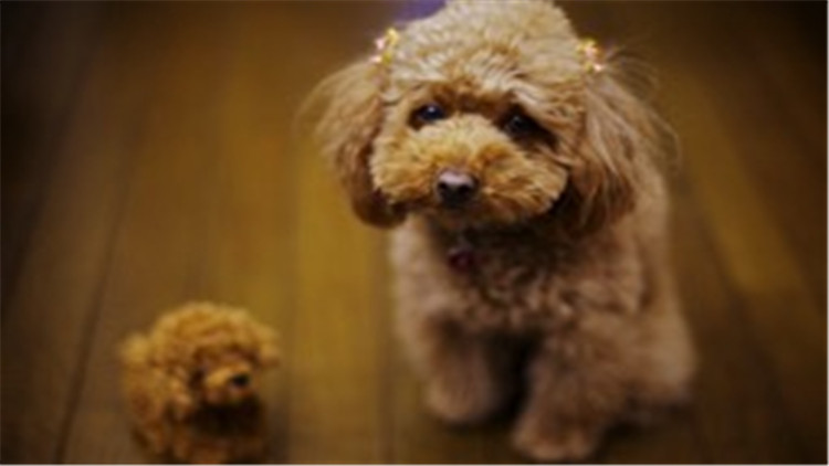 贵宾犬与巨贵犬智商的区别,贵宾犬的智商