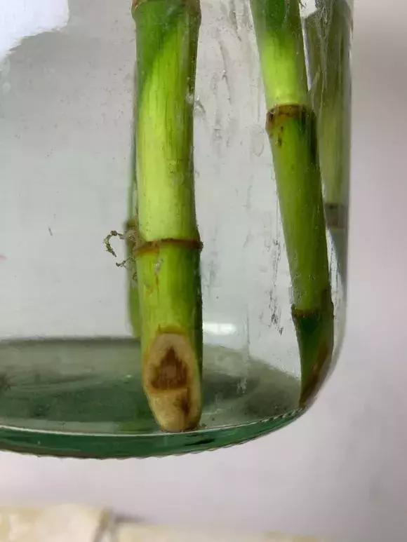 富贵竹黄叶不长根怎么回事,富贵竹黄叶不长根怎么办