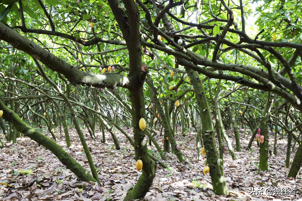 热带植物的百科全书，匪夷所思的植物王国，兴隆热带植物园