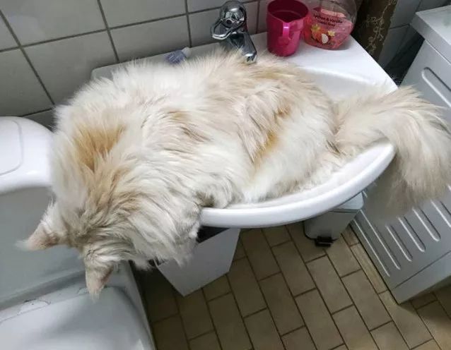 原来缅因猫的温柔是会传染的,为什么有些缅因猫很凶