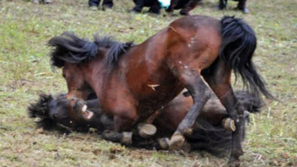 公马母马初次相见，雌马乖巧的像小媳妇，马儿之间的爱情很直接
