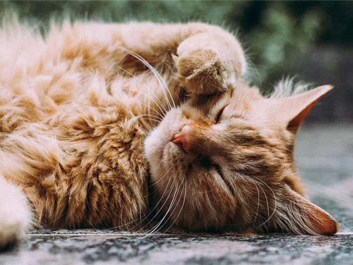 猫咪毛发变颜色是怎么回事,辟谣猫咪谣言