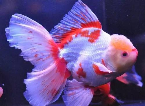 金鱼都有哪些品种图片说明,金鱼分为哪四大品种及其特点