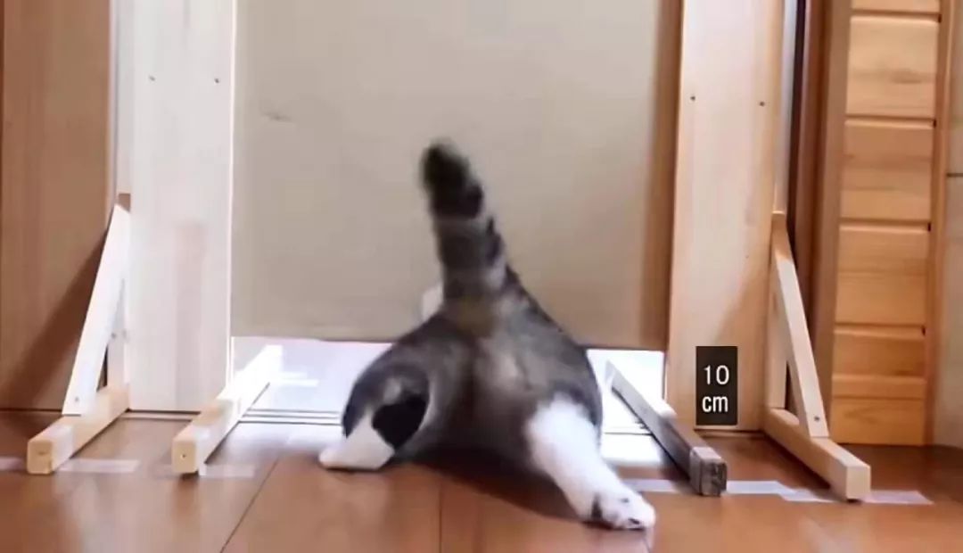 宠物界的柔术高手：“液体猫咪”，对老鼠来说简直就是噩梦