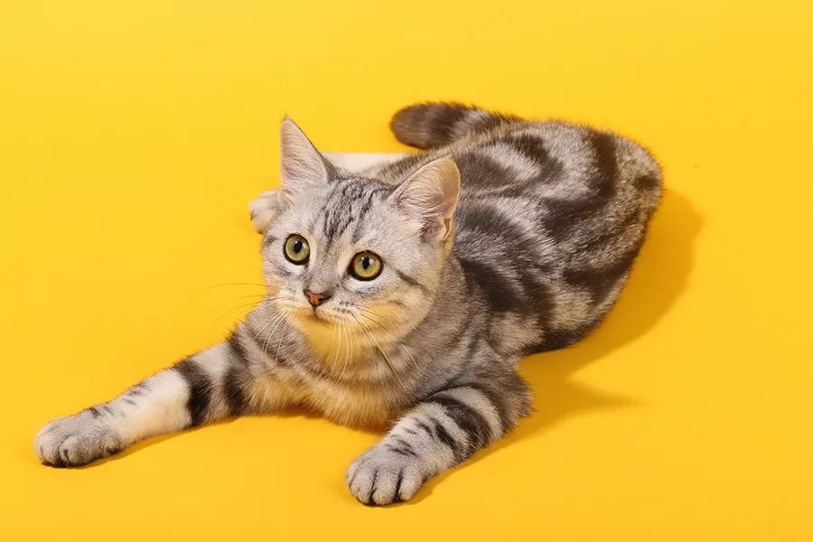 一心|猫能改善你的抑郁症吗？