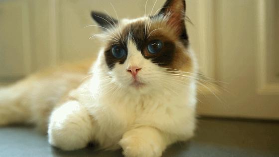 「椒霸霸×1CAKE」联名来啦！只要28.9元，和爱宠共享悠然午后