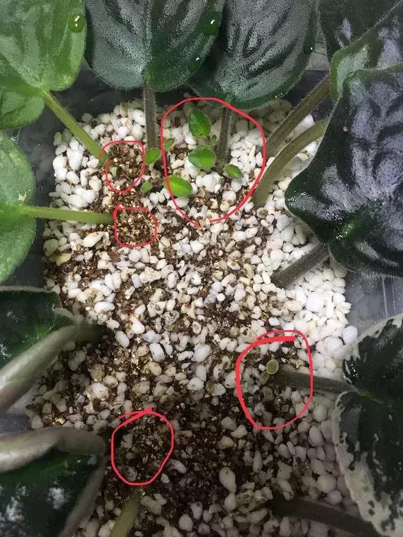 这6种花给点水就爆盆懒人必备,插枝最好养的四种花