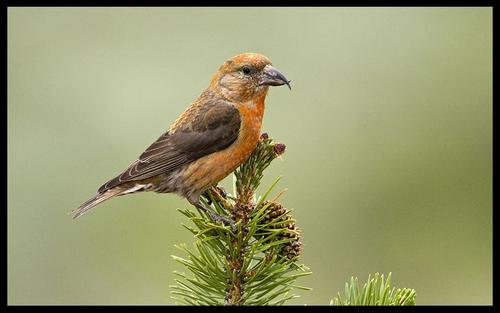 贝子鸟母鸟有饲养价值吗,贝子鸟养殖视频大全