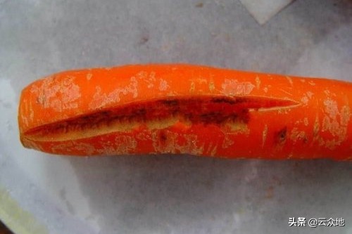 胡萝卜肉质根开裂是什么原因？多与水肥管理有关，提前预防长得好