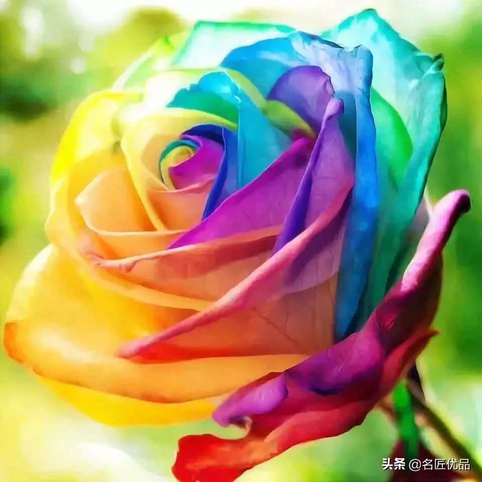 手工玫瑰怎么制作,玫瑰花手工制作白玫瑰