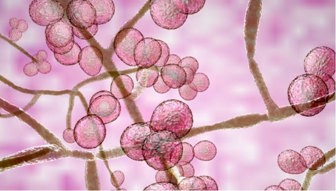 美国爆发真菌感染,美国出现罕见的真菌病了吗