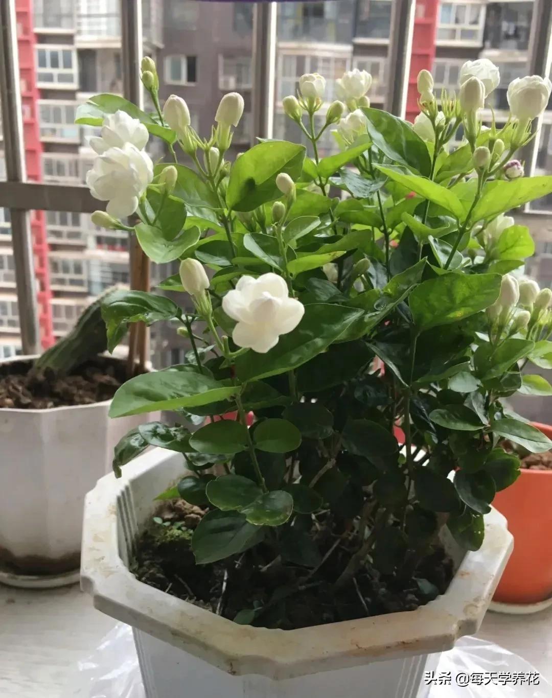 8种夏天常吃的花，清热降火，越吃越健康