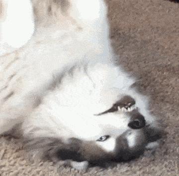 养狗后幸福感为什么爆棚,狗子绝育全过程