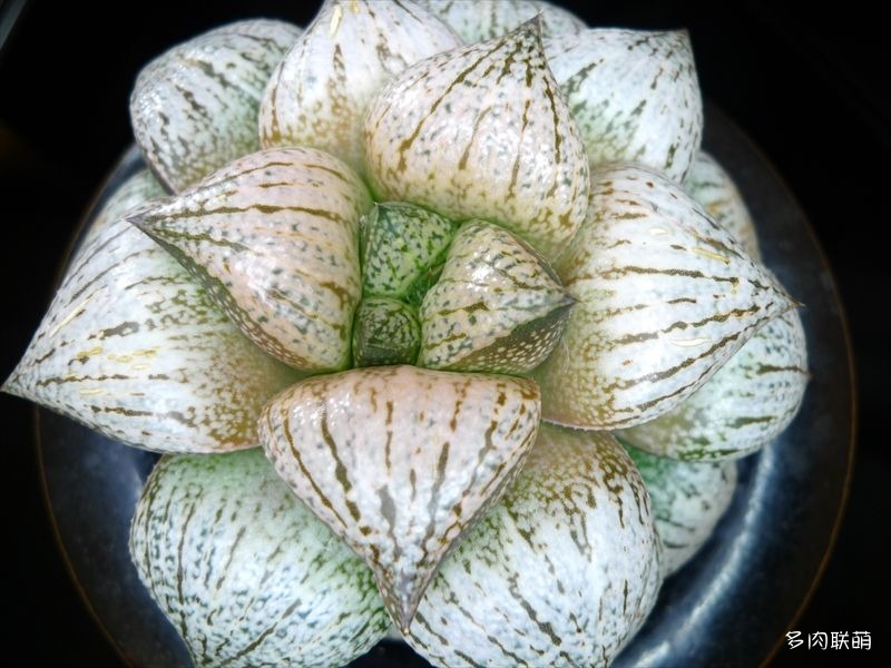 多肉玉露寿的品种图鉴,日本十大耐阴多肉