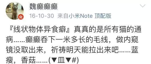 训练猫时可以给猫吃什么,训练猫捕食