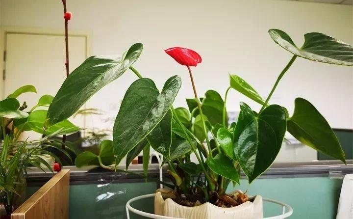 养花新手不知道养什么，就选这几种植物，轻松养爆盆