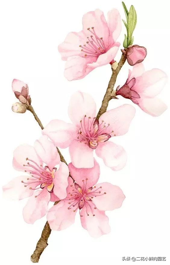 100种花卉绘画,100多张花卉线描手稿素材赶快收藏