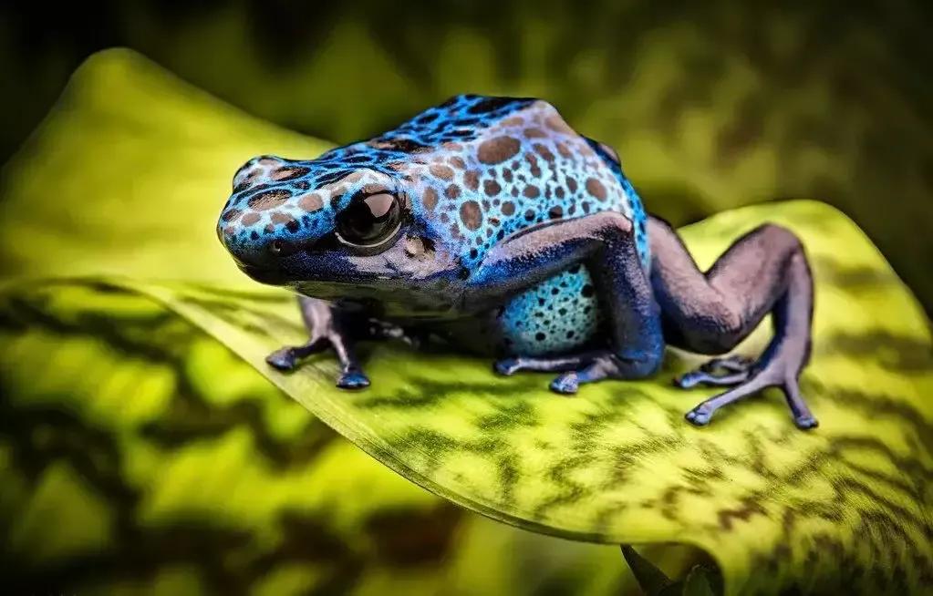 世界上最危险的两种树,世界上最危险的三个森林第三名