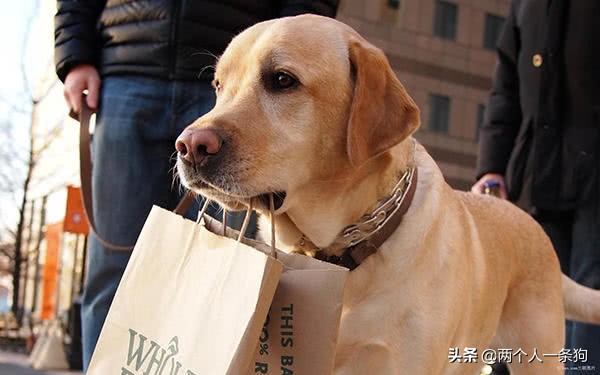 狗狗身上总有虫卵,狗狗身上有虫子驱虫要几次