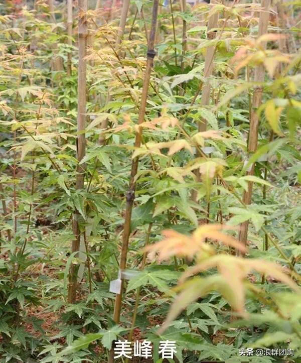 中式庭院藤类植物,枫树和紫藤