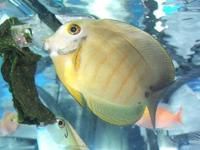 十大最好看的观赏鱼图片大全,十种最漂亮的观赏鱼图片