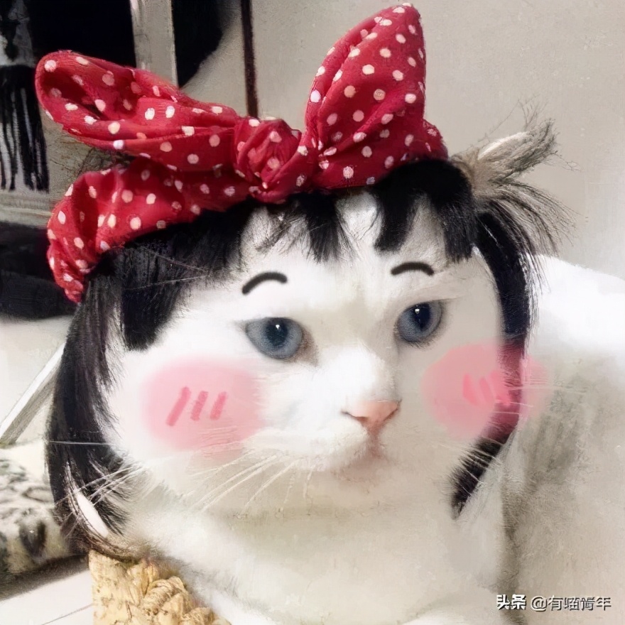 猫咪在啪啪啪的时候,究竟爽不爽?