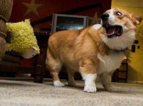 狗狗总是哼哼唧唧是什么原因,狗狗总是哼哼要咬人