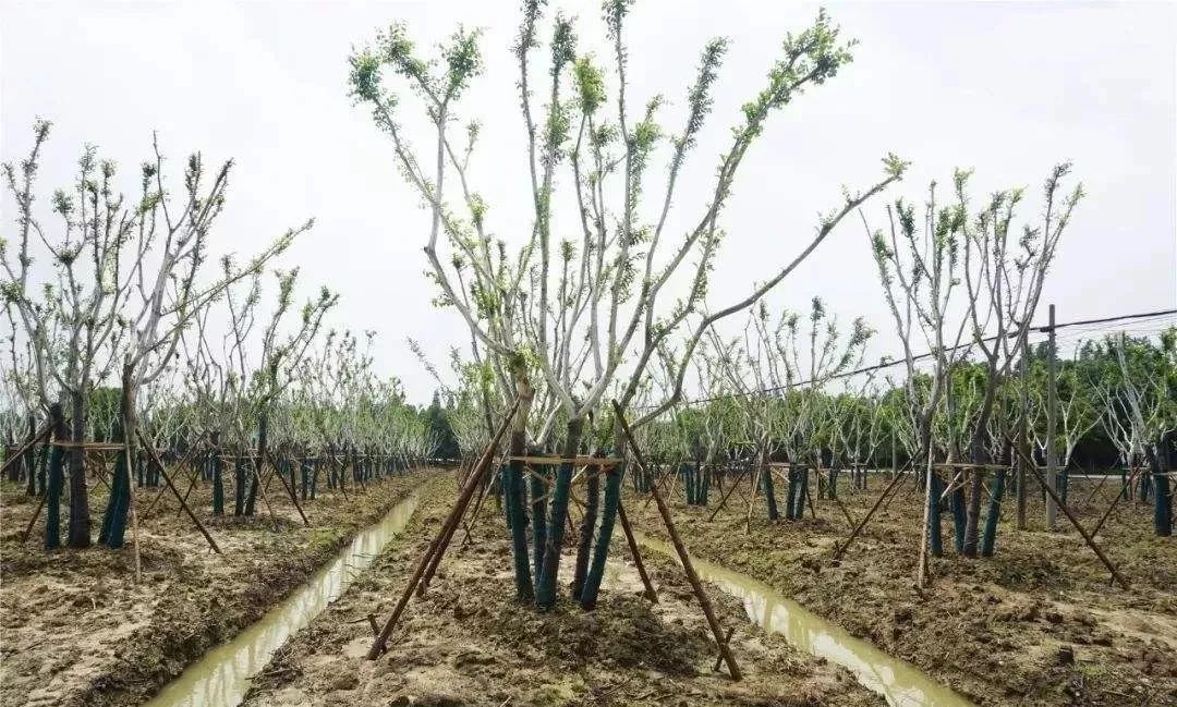 苗木行情今秋北方苗木行情如何,苗木主产区现在的现状