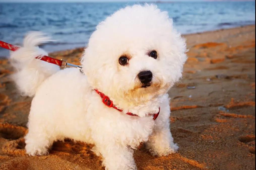 为什么都不建议养比熊狗,比熊不想养了怎么办