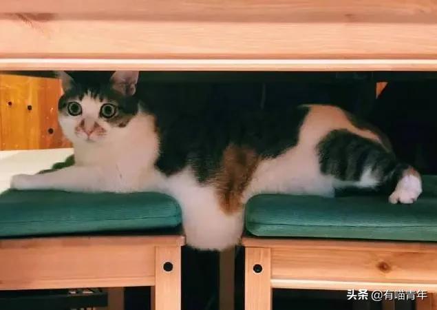 众所周知猫是液体吗,众所周知猫都是液体