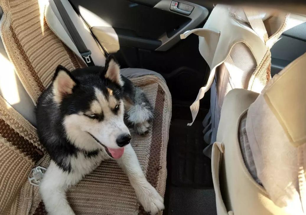 出门最适合带的狗,什么狗最合适出门带