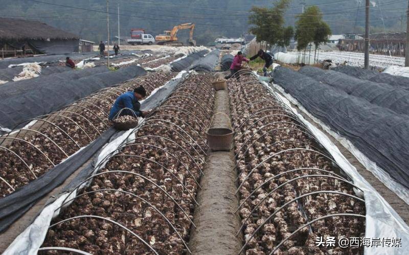 青岛西海岸琅琊品牌农产品 (青岛西海岸农产品展会)