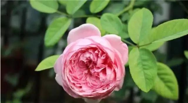 每天学习一点点花卉,100种常见玫瑰品种