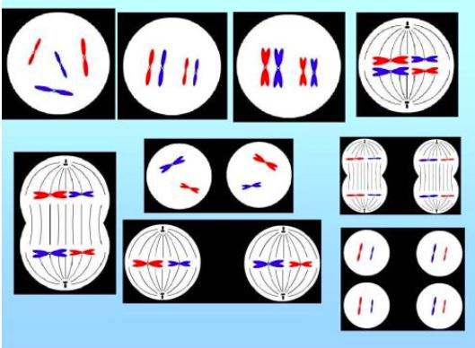 无性生殖到有性生殖的进化,无性生殖是怎么进化成有性生殖的