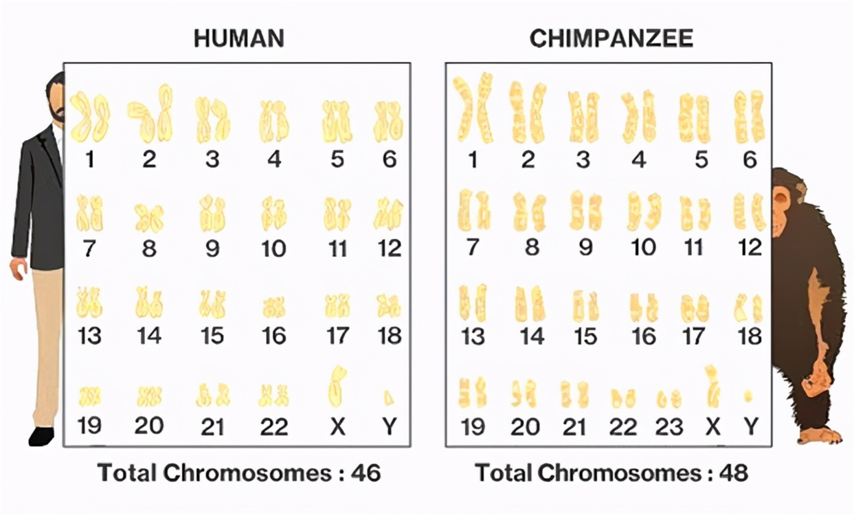 “人兽杂交”是何目的？苏联5名女性主动请缨，日本搞起胚胎试验