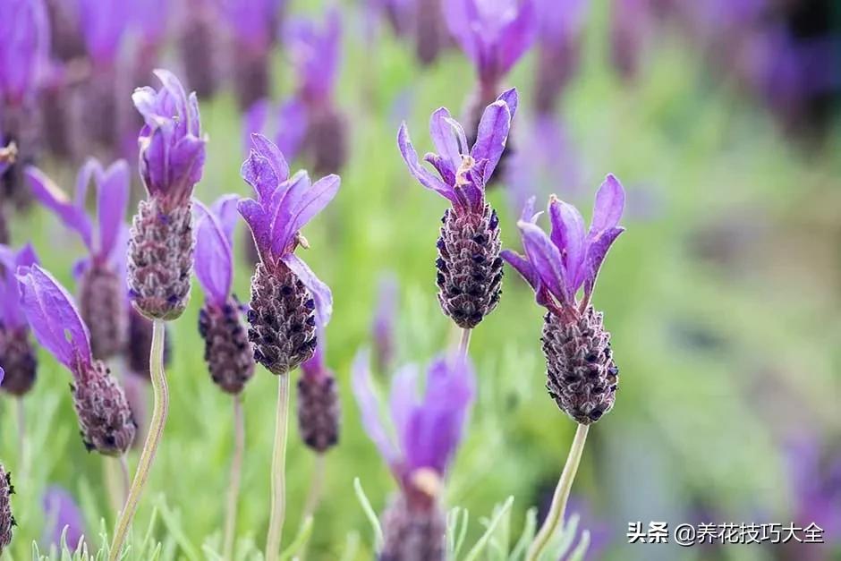 衣草种植养护方法步骤图片,法国衣草怎么养护视频讲解