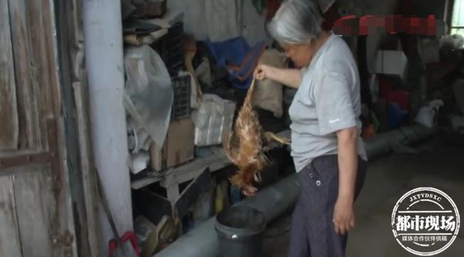 野生动物咬死百只鸡,鸡被神秘动物咬死