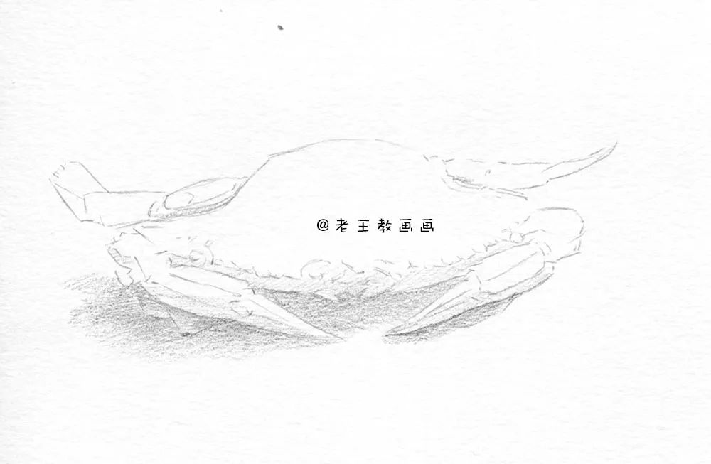 素描螃蟹做法,螃蟹结构素描